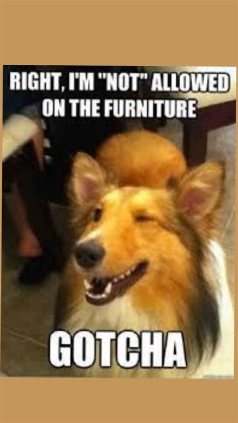 Funny, hilarious dog / pet memes for 2023 2024 | Funny dog memes, New funny memes, Dog memes