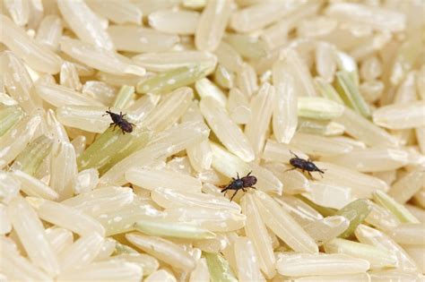 rice weevil control and treatments for the home and kitchen