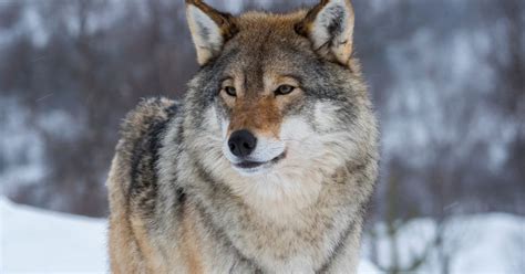 Wolves Thrive in Chernobyl Aftermath, Ward Off Cancer: Study