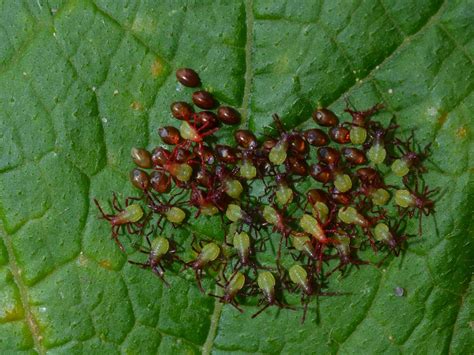 squash bug nymphs canva - Backbone Valley Nursery