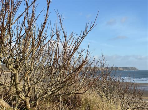 Sand dune vegetation © Alan Hughes cc-by-sa/2.0 :: Geograph Britain and Ireland