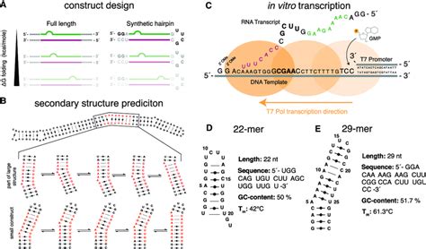 Design of the RNA construct. (A) To design the desired RNA construct,... | Download Scientific ...