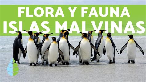 acción Ocurrir franja flora y fauna de las islas malvinas consonante Ceder Roux