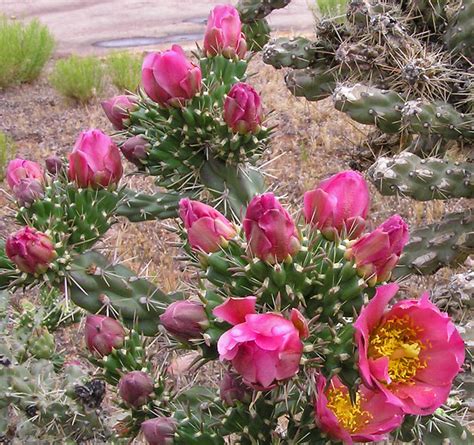 Southwest Colorado Wildflowers, Cylindropuntia imbricata