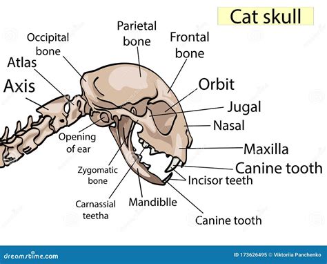 Anatomía Del Cráneo Del Gato La Vista Lateral Muestra Las Principales Partes Educación Médica ...