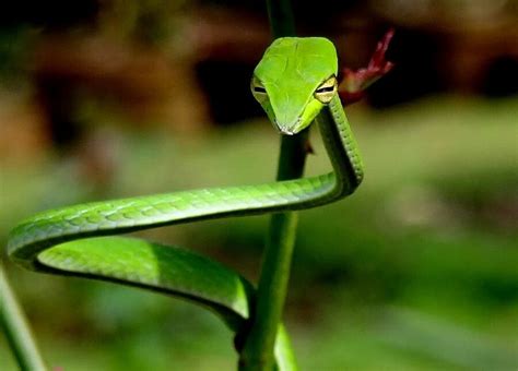 Vine snake | Fotos de animais, Répteis, Reino animal