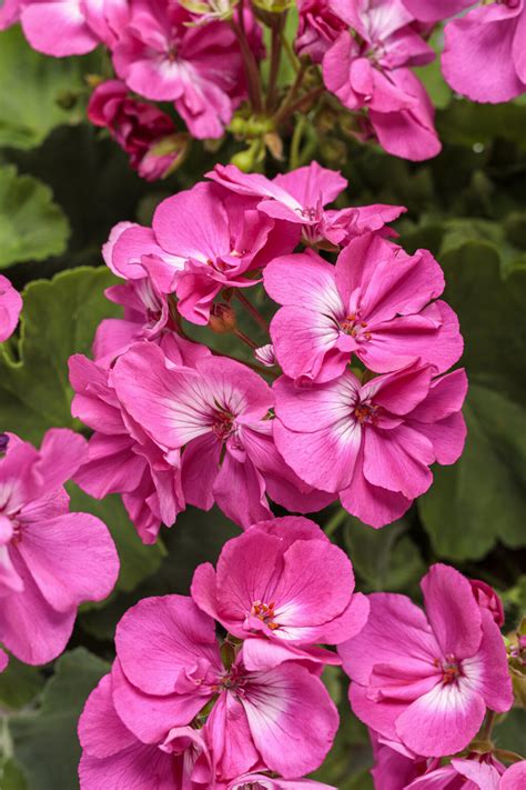 Boldly® Hot Pink - Geranium - Pelargonium interspecific | Proven Winners