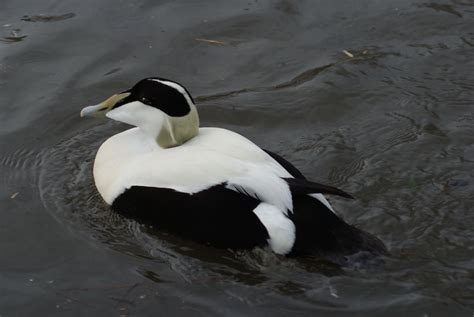 Eider Duck | Wildlife photos, Animals, Wildlife