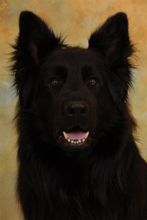 Lacquer black long hair german shepherd, black, german longhaired pointer,free pictures, free ...