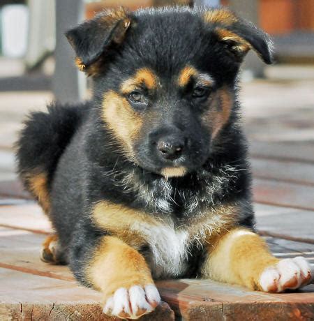 German Australian Shepherd Info, Temperament, Care, Puppies, Pictures