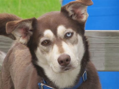 What You Need to Know before Getting a Husky Lab Mix - Animalso