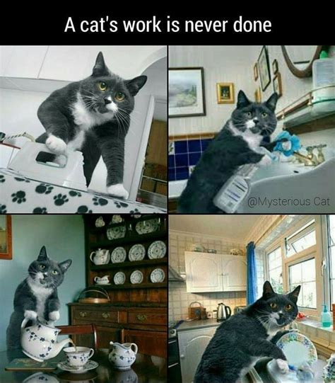 Funny Cat Memes For Work