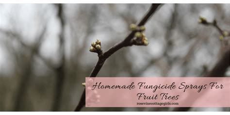 4 Easy Homemade Fungicide Sprays For Fruit Trees