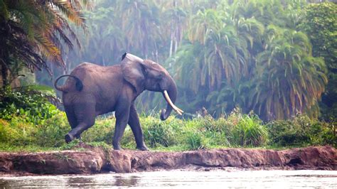 Sempre più minacciata la foresta pluviale del Congo: l'appello di ...