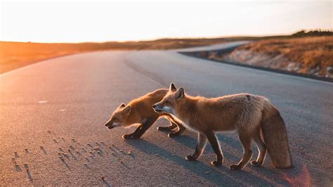 What Is A Group Of Foxes Called and Why Are They Called That? | by ...