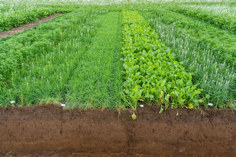 Agriculture Study On Cover Crops Mixtures Delivers Unexpected Results - Primenewsprint