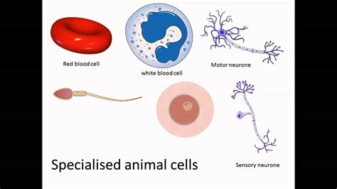 Specialised animal cells - YouTube