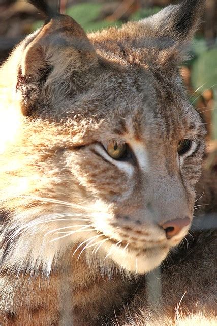 Oeil de lynx | De l'autre côté du grillage , si proche que j… | Flickr - Photo Sharing!