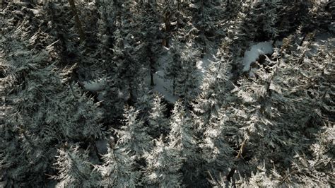 A snowy forest with trees covered in snow 34843536 Stock Video at Vecteezy