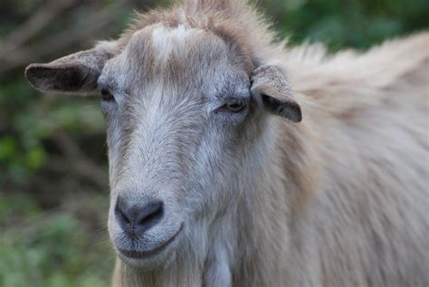 Goat Portrait Free Stock Photo - Public Domain Pictures