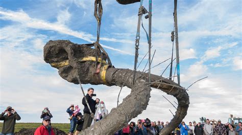 Museum seeks ideas about how to display mammoth bones