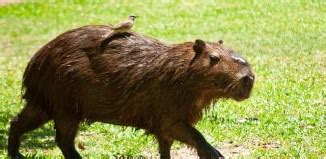 The capybara eats its own poop for added vitamins! | Fun Facts You Need ...