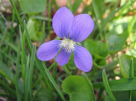 What Is The State Flower of Wisconsin? Wisconsin State Flower - WorldAtlas.com