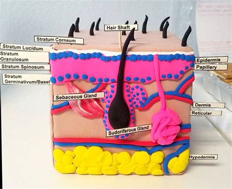 Skin Layer Project | Skin anatomy, Integumentary system, Integumentary ...