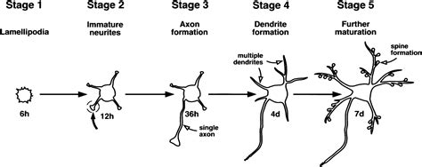 The role of the Rho GTPases in neuronal development