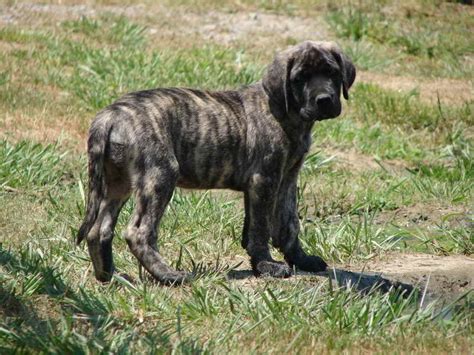 Brindle Mastiff Puppy For Sale | PETSIDI