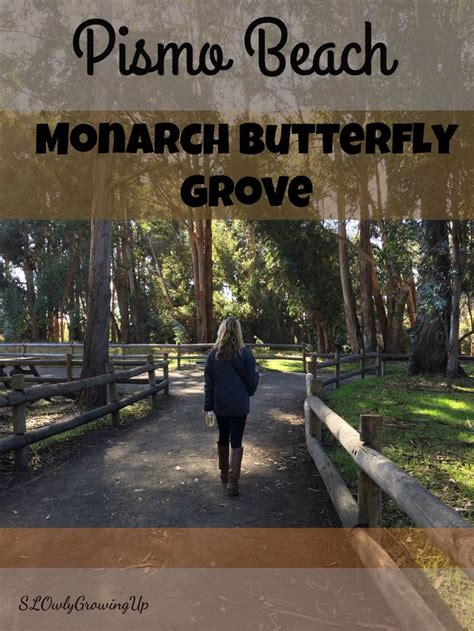 Experience the Majestic Monarch Butterfly Grove in Pismo Beach