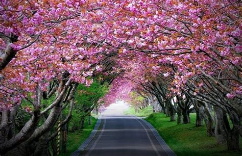 Witness Cherry Blossom Festival in Shillong, India — World Ghoomo