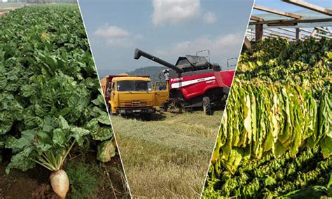 Rice, tobacco, sugar beets harvesting underway in Azerbaijan