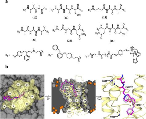 Chemical structure and molecular modelling of fluorescent ligands for... | Download Scientific ...