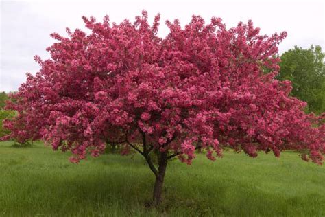 15 Fast Growing Trees: Add Shade and Beauty Quickly | HGTV