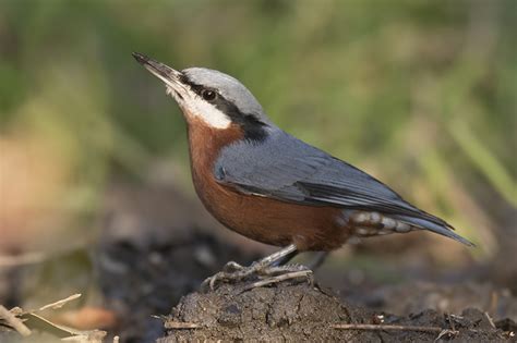 Ranthambhore National Park, Birding in Ranthambhore