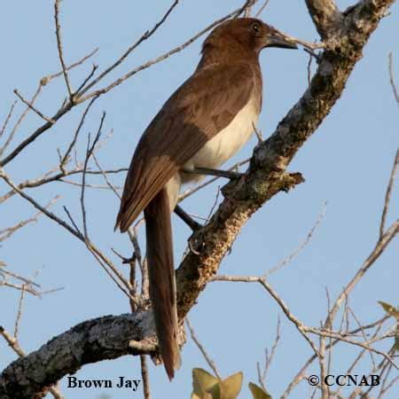 Brown Jay (Psilorhinus morio) - BRJA