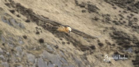 Wildlife in the Ariège Pyrenees