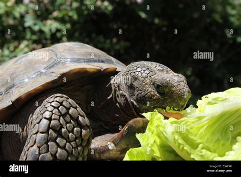 A desert tortoise eating lettuce Stock Photo - Alamy