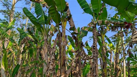 Premium Photo | Banana plantation