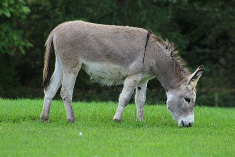 Donkey Milk is Back! | Wandile Sihlobo