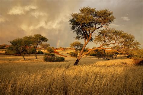 Namibia, Africa, savanna wallpaper | nature and landscape | Wallpaper ...