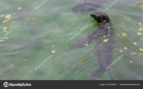 Critically endangered Mediterranean monk seal — Stock Photo © aarrows #308395652