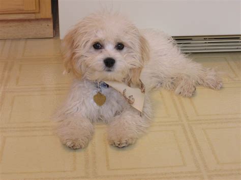 Cavachon | GreatDogSite