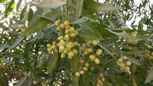 Conocarpus Tree in Telangana: Dangerous Threat..