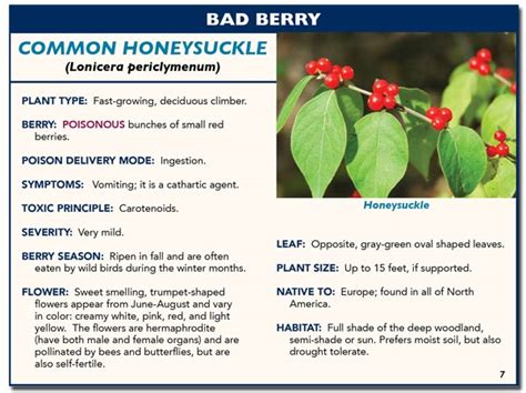 7 Popular Plants with Poisonous Berries - Empress of Dirt