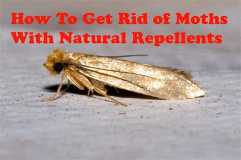 Quiet Corner:How To Get Rid of Moths With Natural Repellents - Quiet Corner