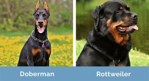 Doberman vs Rottweiler: What’s the Difference? (With Pictures) | Hepper