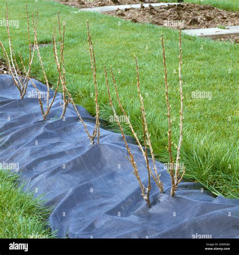 Mulch - of Black Polythene around Blackcurrant bushes TAS008585 Stock Photo - Alamy