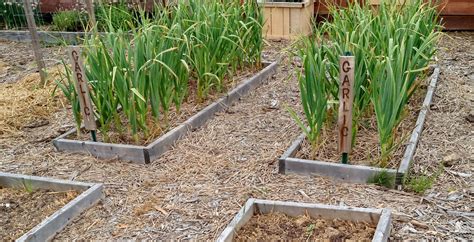 How To Grow Garlic This Fall - Simple Methods To A Great Crop